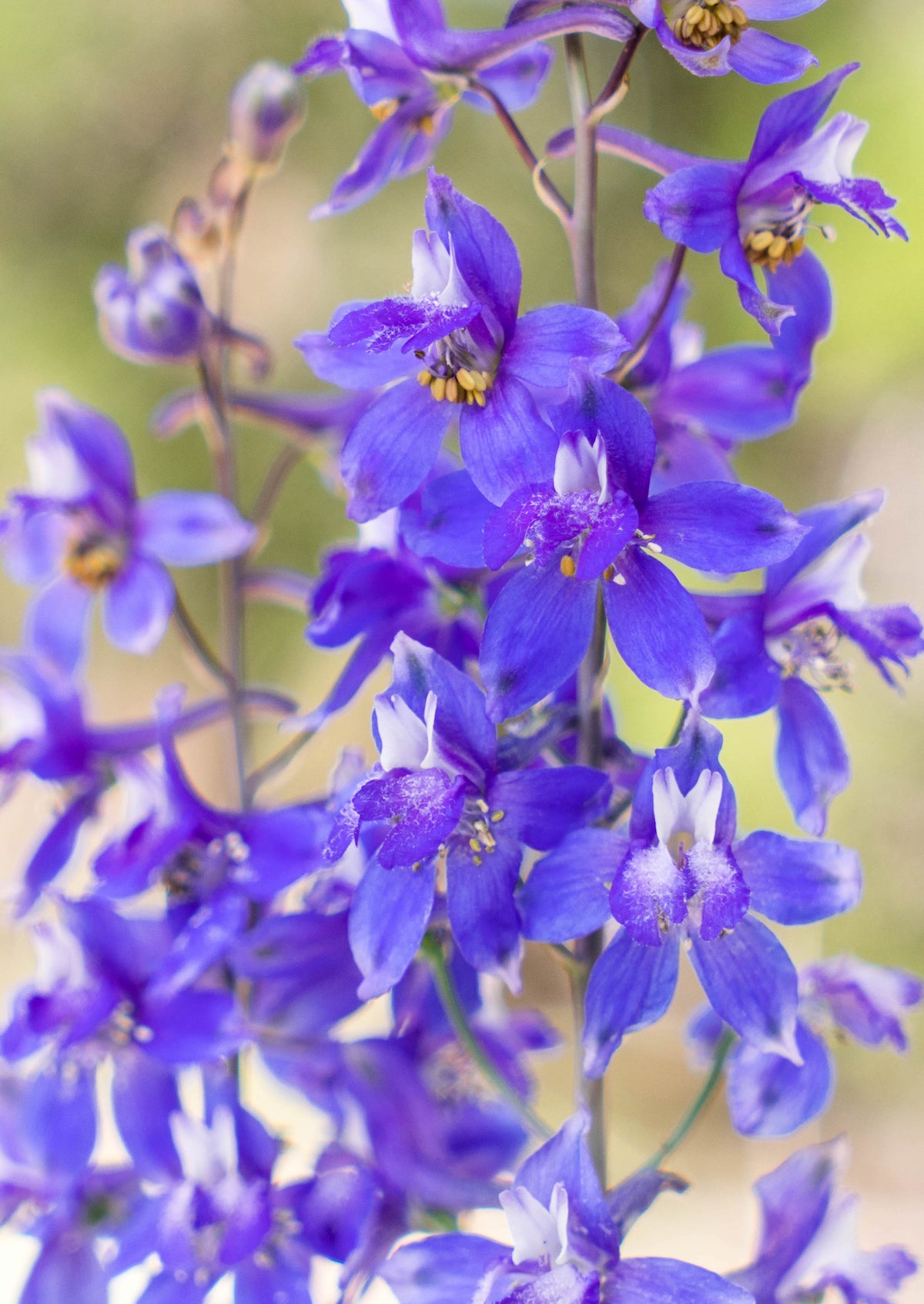 Wild Delphinium Sedona LOTUSWEI flower essences