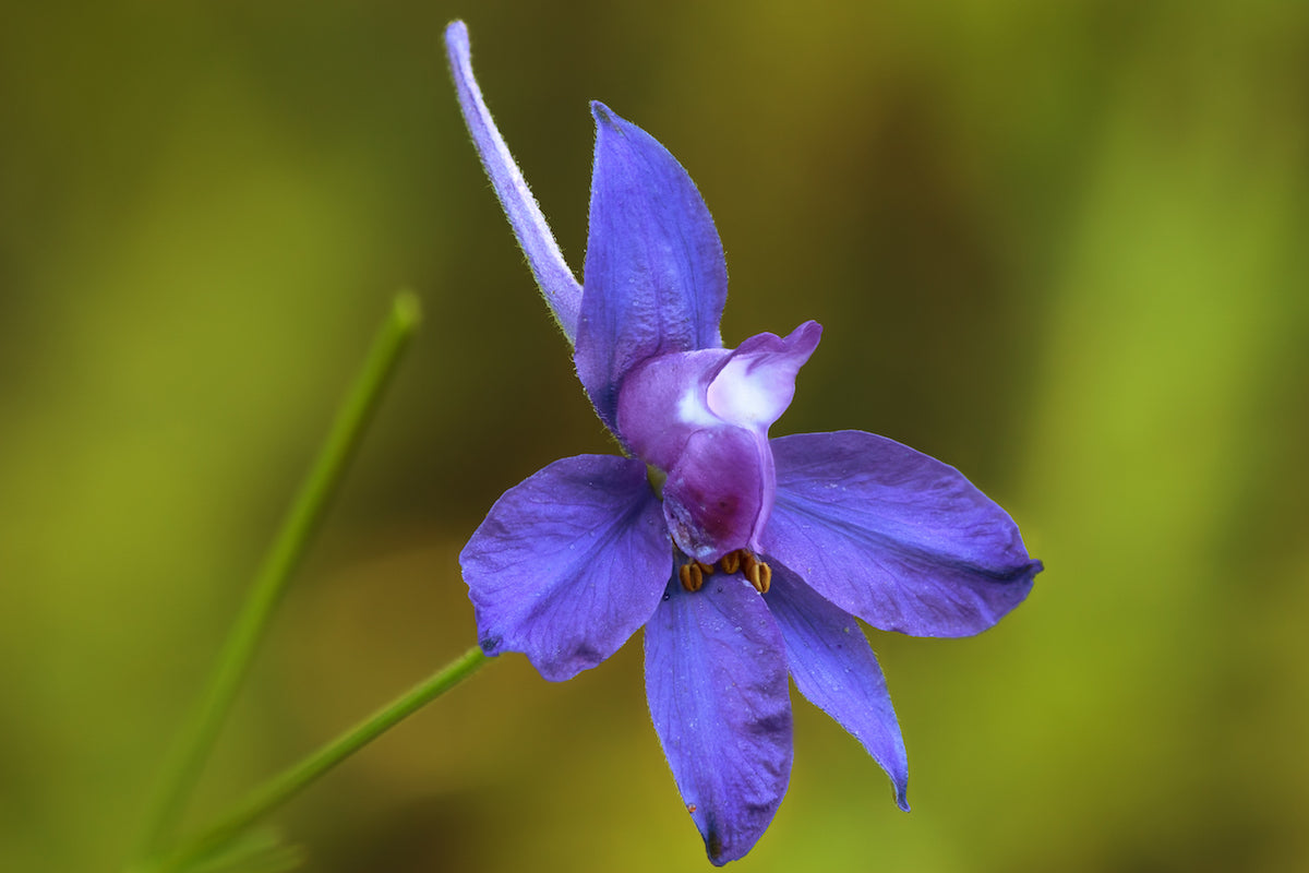 Wild Delphinium Sedona LOTUSWEI flower essences