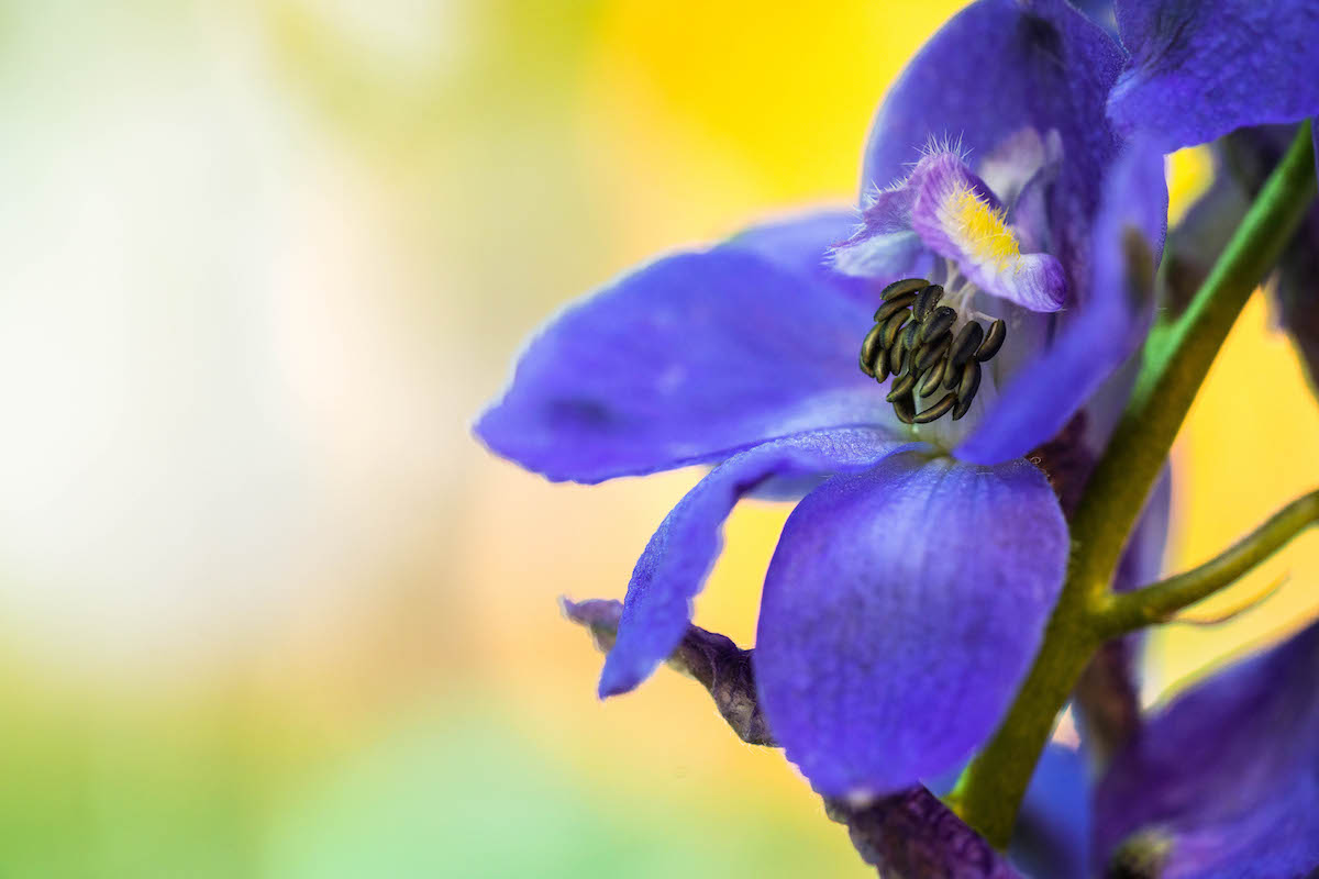 Wild Delphinium Sedona LOTUSWEI flower essences