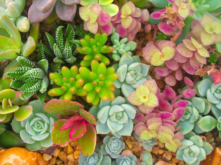 succulents LOTUSWEI flower essences