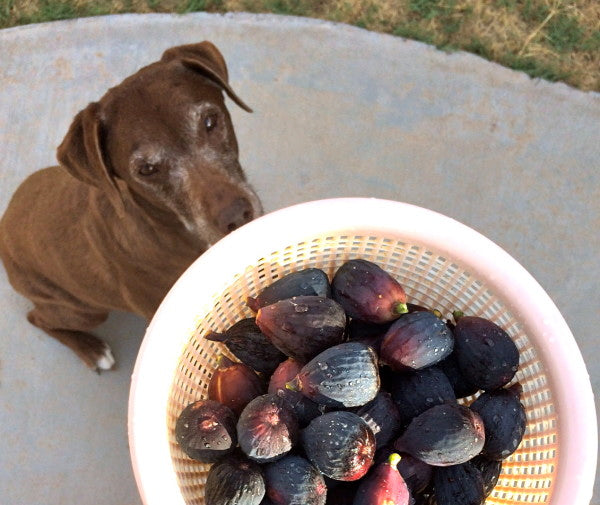 joy dog begging for figs LOTUSWEI flower essence