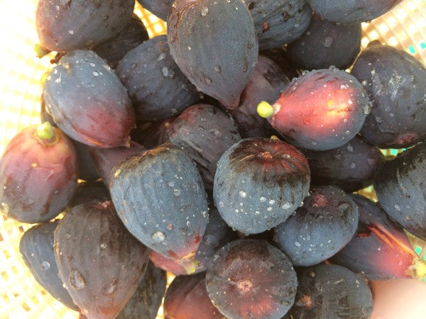 fresh figs LOTUSWEI flower essences