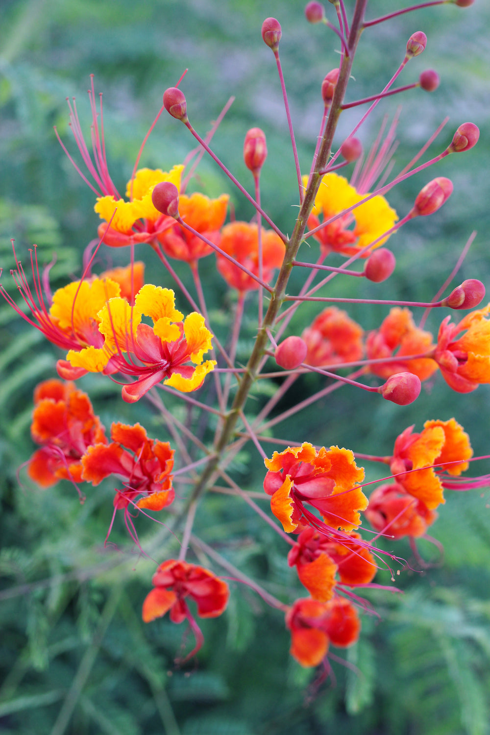 red bird of paradise LOTUSWEI flower essences