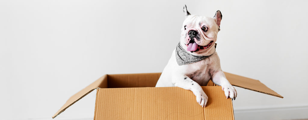 french bulldog in box