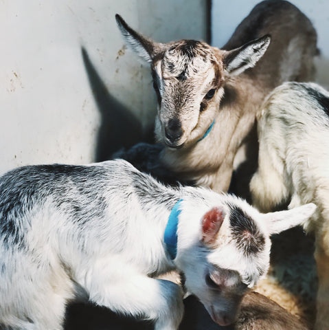 Baby goats playing in a pen.