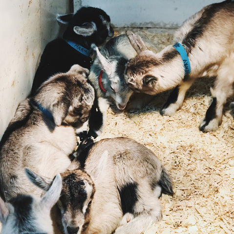 Baby goats in a pen.