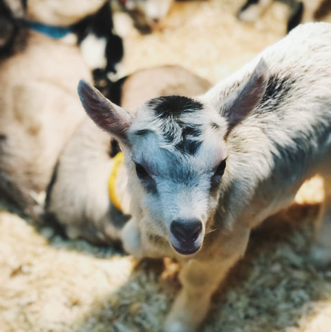 A baby goat with other goats. 