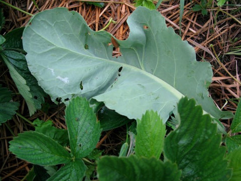 Cabbage leaf on the ground