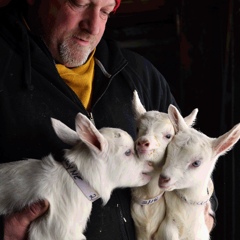 Farmer John with goats. 