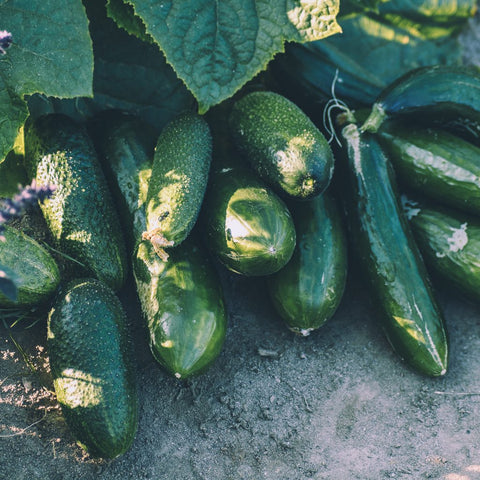 Cucumbers in a garden