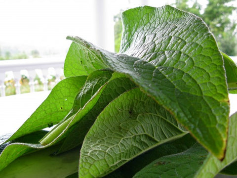 Comfrey leaves.