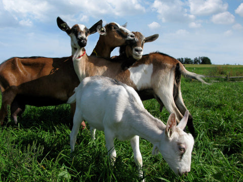 Goats playing in a field. 