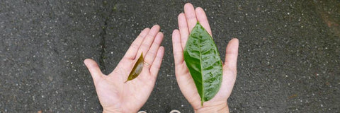 sinensis versus assamica