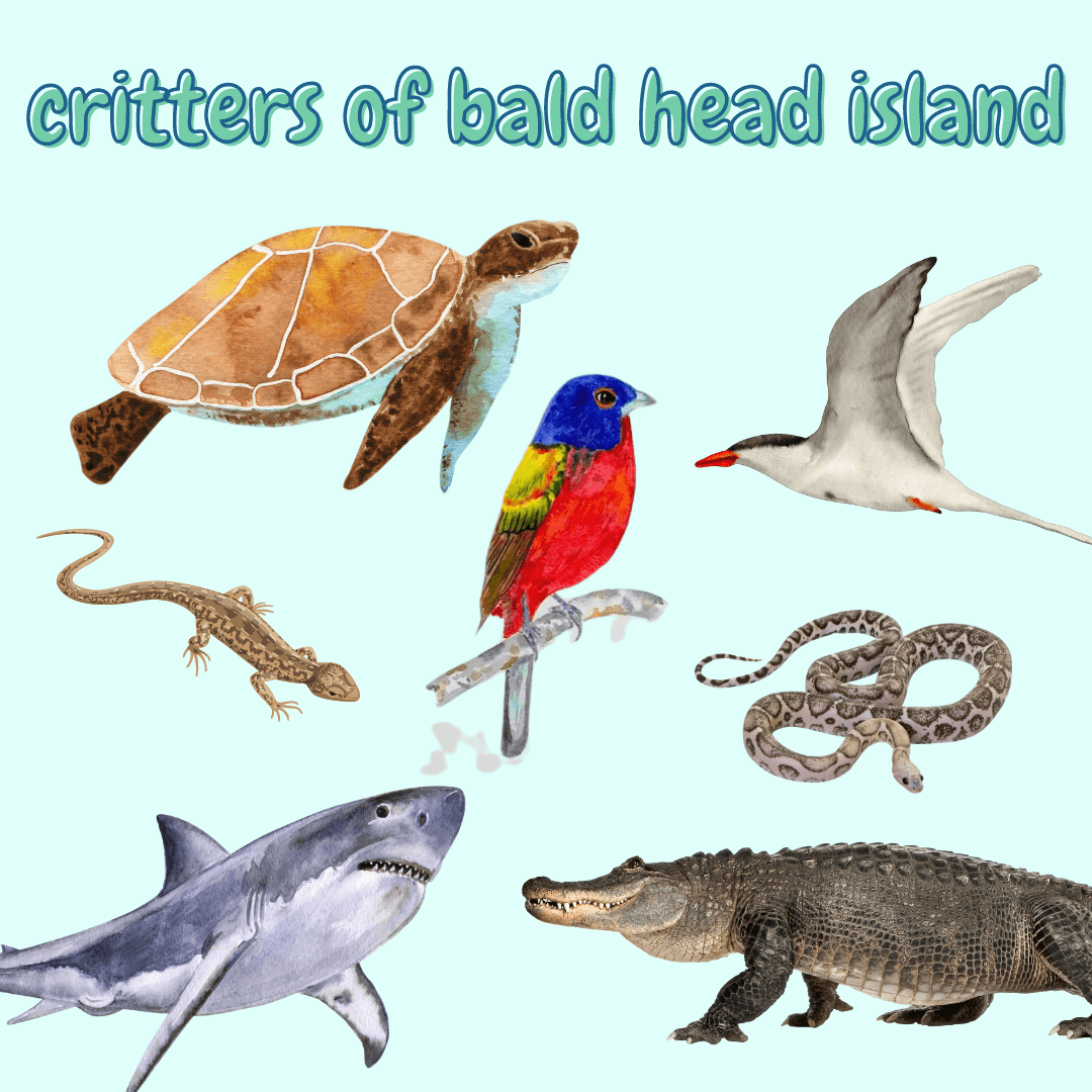 Critters of Bald Head Island – Turtle Central Gift Shop