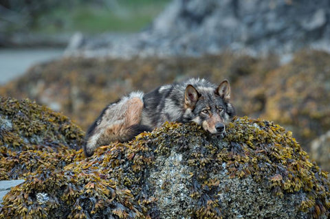 Wolf on rocks