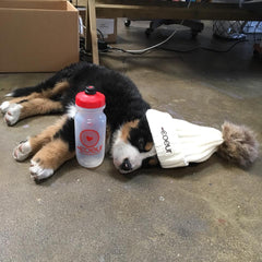 Puppies in the Coeur Office