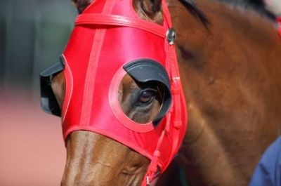 Horse with blinders
