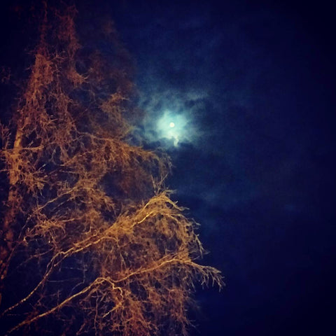 moon light in the winter