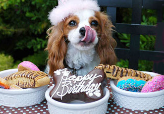 Happy Birthday Dog from the Birthday Girl