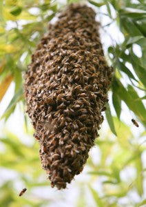 Great balls of bees! - TruBee Honey