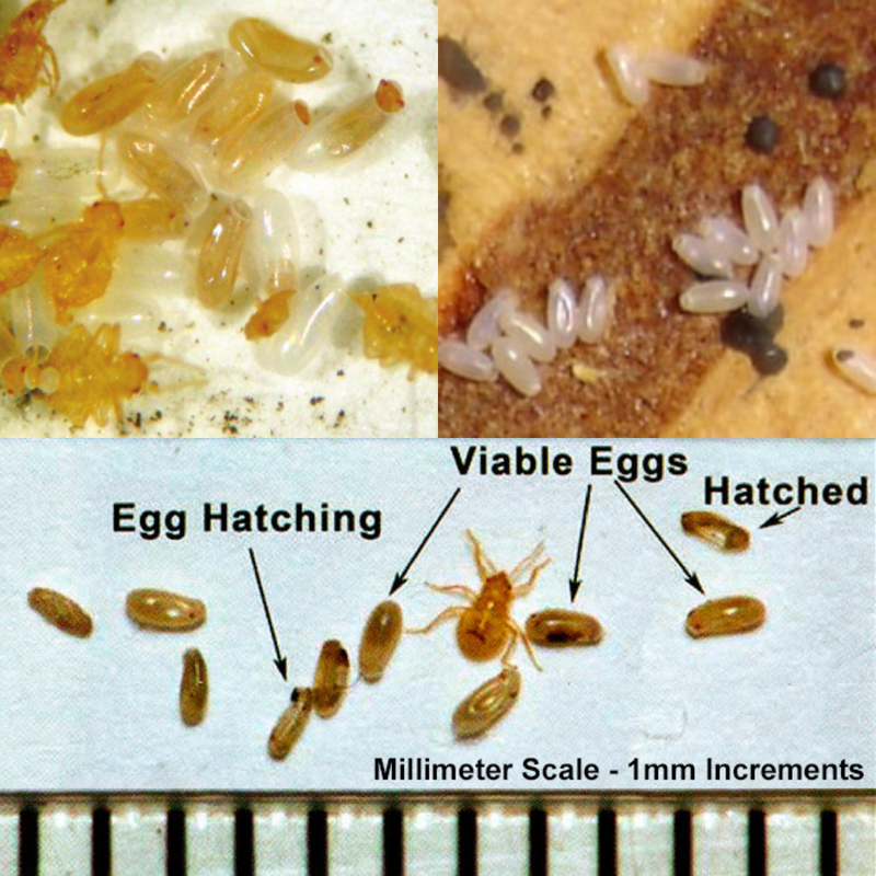 Bed Bug Eggs Pictures: Identifying How the Eggs Look Like– Bed Bug SOS
