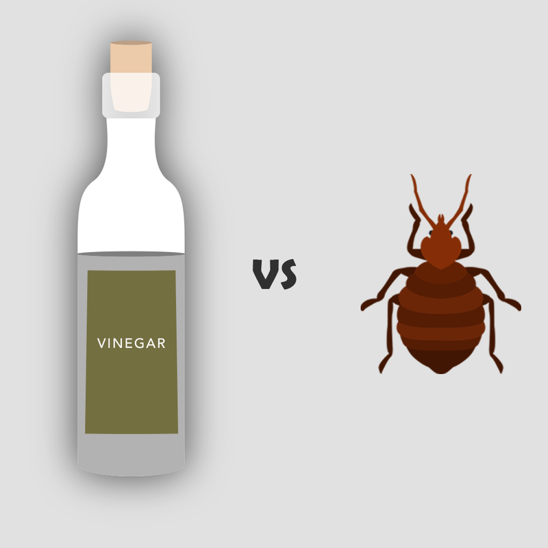 Bed Bugs and Vinegar - Will the Acidity of Vinegar Kill Bed Bugs? Bed Bug SOS