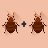 bed bugs mating