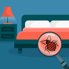 How to look got bed bugs
