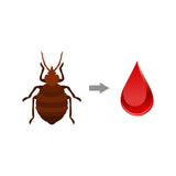 do bed bugs eat other things than blood