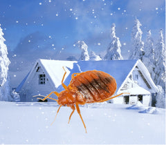 How do you freeze bed bugs to death?