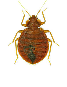 Bed bug picture