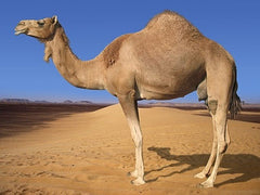 Dromedary Camel