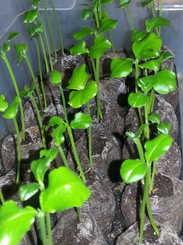 Etrog Seedlings from 2013