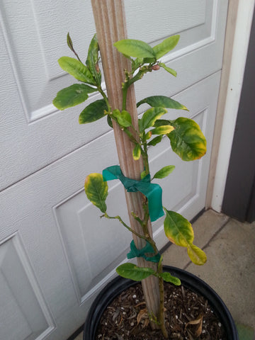 A happy little etrog tree with a single blossom