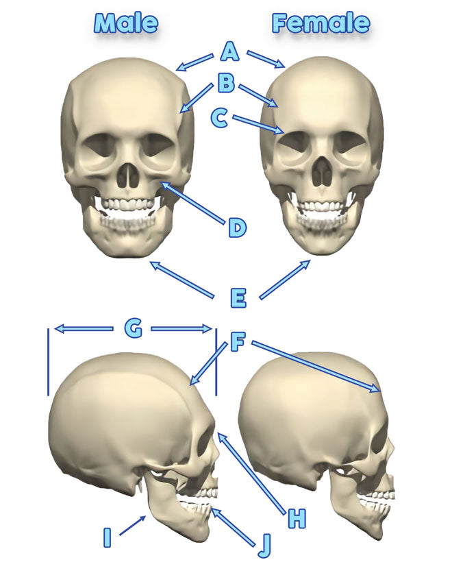 Naughty skull free porn pictures