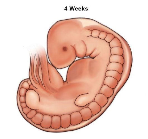 Embryo-after-4-week