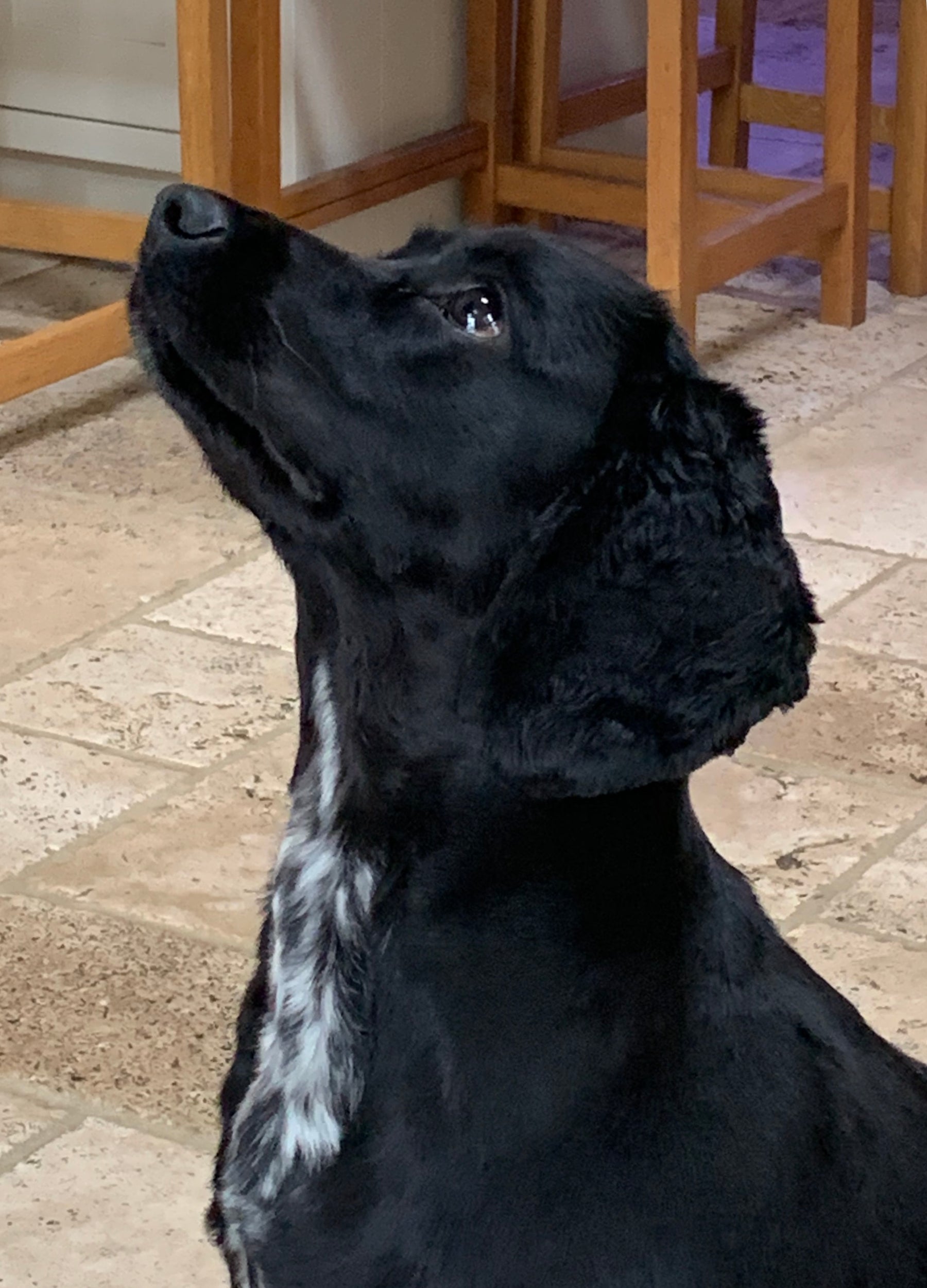 Do you know if your dog treats contain natural ingredients?