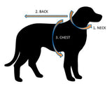 Dog coat measuring guide
