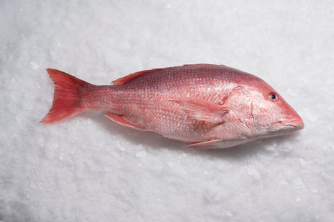 red snapper