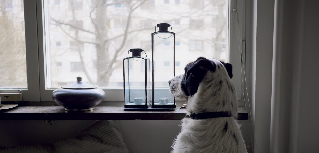 Entertain Your Dogs While Quarantined