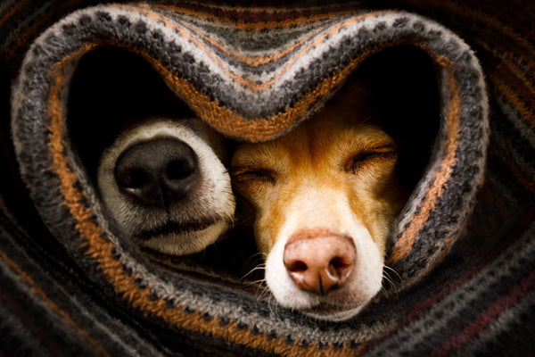 Doggone Noses