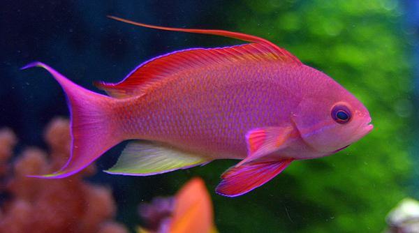 anthias care