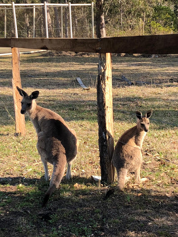 kangaroos