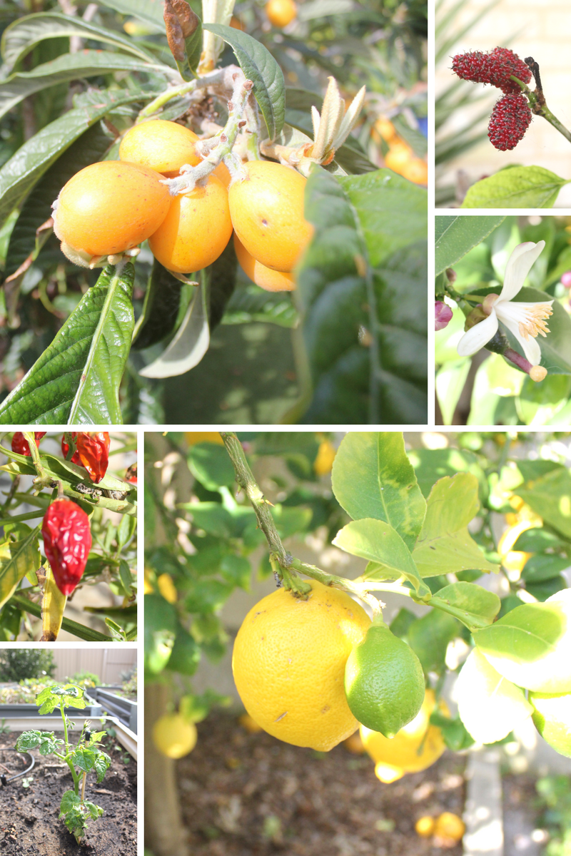 Slow living growing vegetables Australia