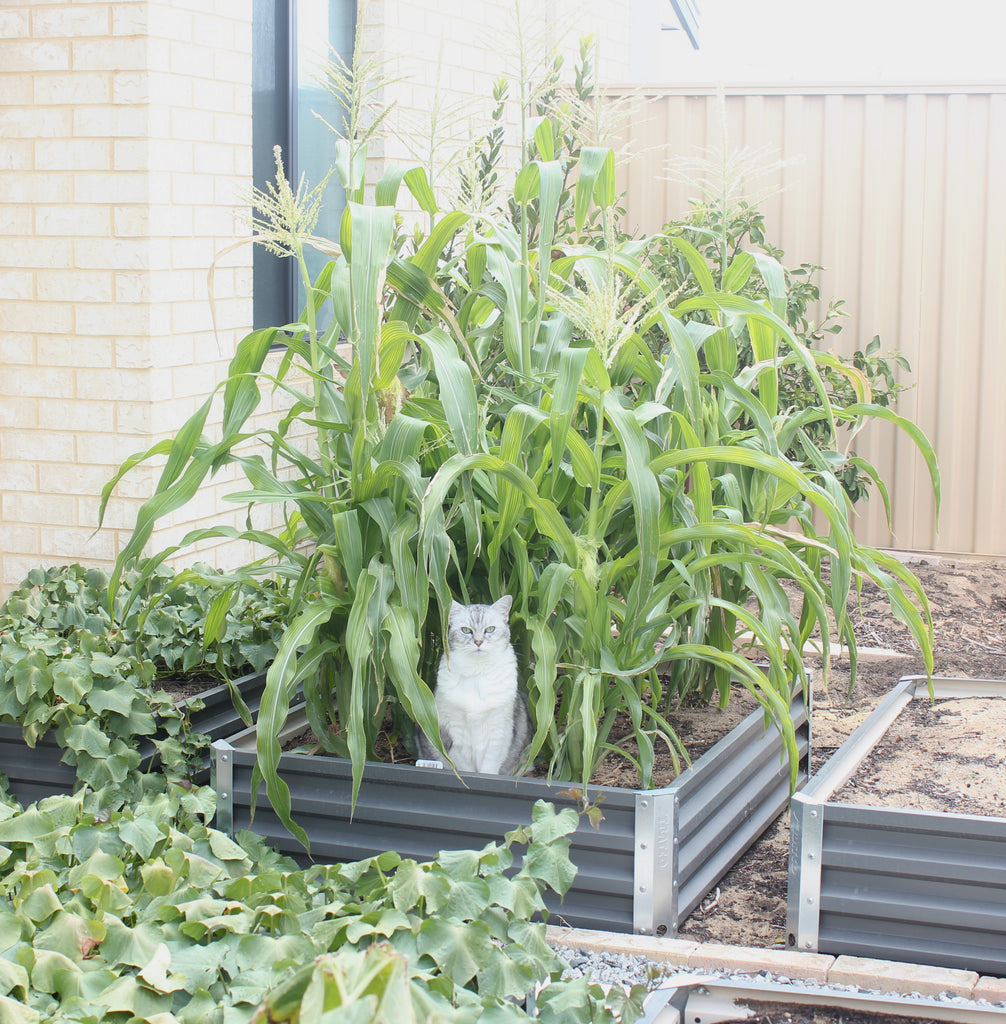 Cat in the corn cob patch