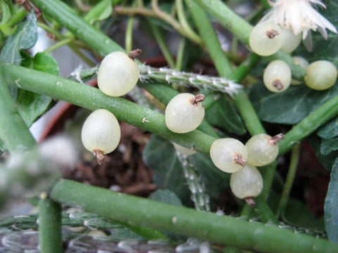 berries, rhipsalis, mistletoe cactus, seed