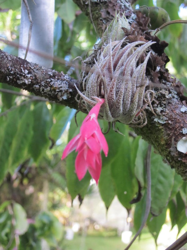 airplant-pink-flower