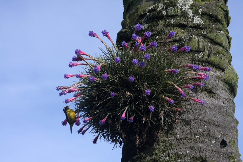 airplant-pink-flowers-bird