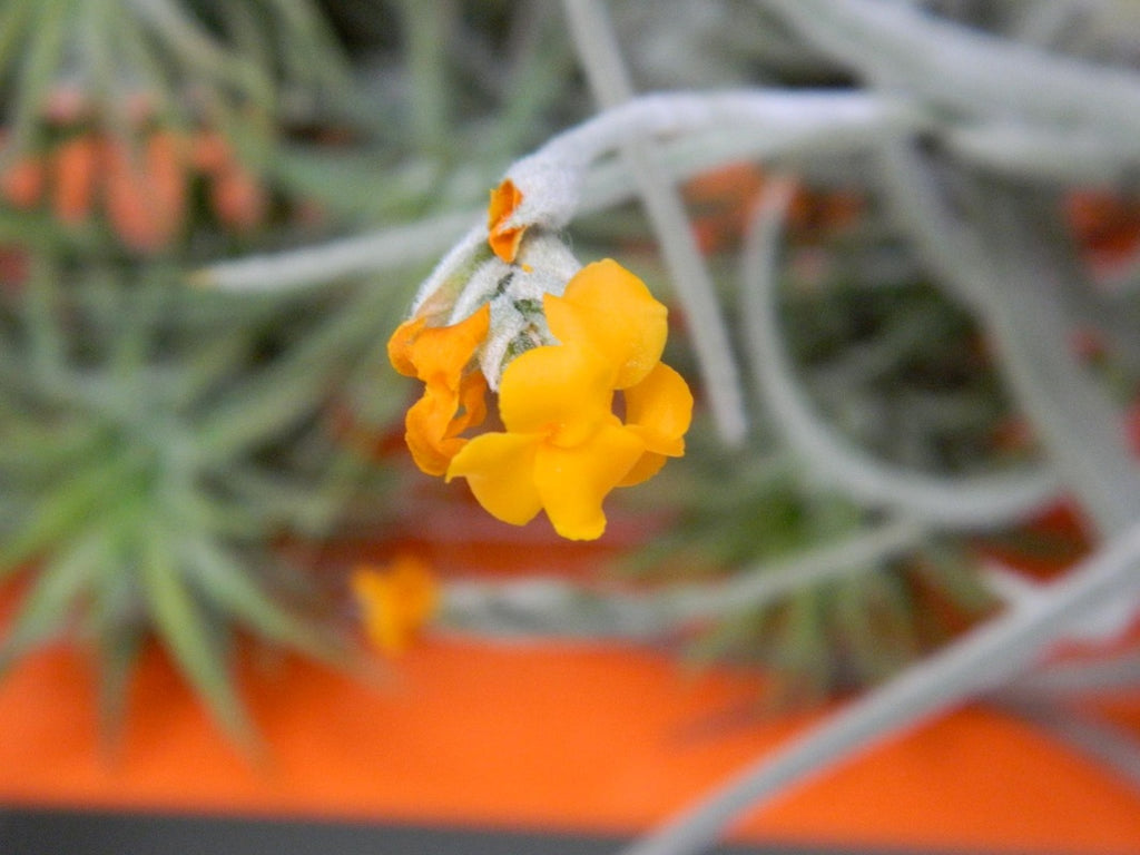 orange-airplant