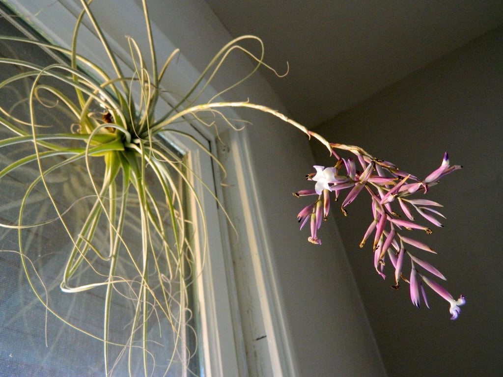 pink-airplant-in-windowsill